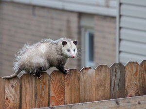 opossum on fence