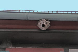 bees nest attached to gutter