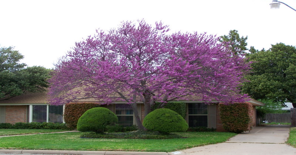 Pros and Cons of Redbud Trees and How They Affect Guttering System