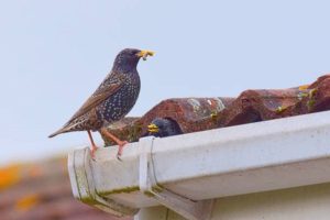 keep birds out of your gutter system